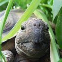Tortuga de tierra