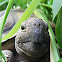 Tortuga de tierra