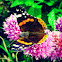 Red Admiral