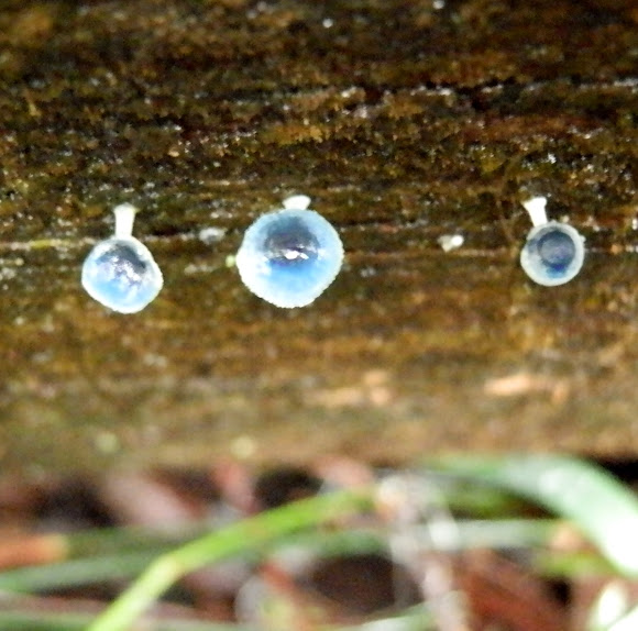 Spotting Image 1
