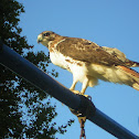 Red-tailed Hawk
