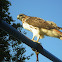 Red-tailed Hawk