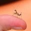 Praying mantis