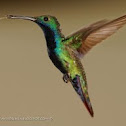 Black-throated mango