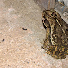 Gulf Coast Toad (male)