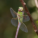 Common Green Darner dragonfly (female)
