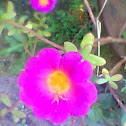 Moss Rose