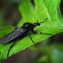 Robberfly