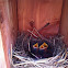 Eastern Bluebird