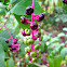 Inkberry
