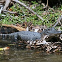American alligator