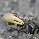 Fiddler Crab