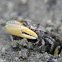 Fiddler Crab