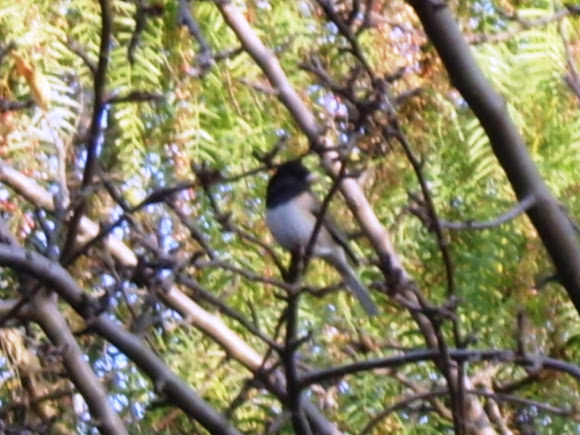 Spotting Image 1