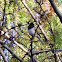 oregon junco