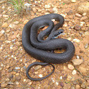 Southern black racer