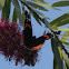 Red Admiral