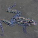 Northern Leopard Frog