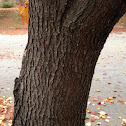 American linden