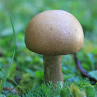 Leccinum