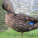 Mallard (Female)