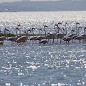 Greater Flamingo