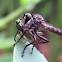 Robber Fly