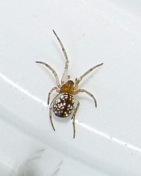 Spotting Image 1