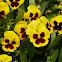 Pansy