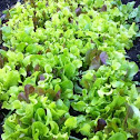 Lettuce mix