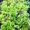 Lettuce mix