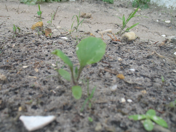 Spotting Image 1