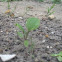 Spinach