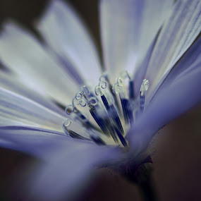 Chicory by Sondra Sarra - Nature Up Close Flowers ( macro, pollen, petals, blue, chicory, flower )