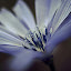 Chicory by Sondra Sarra - Nature Up Close Flowers ( macro, pollen, petals, blue, chicory, flower )