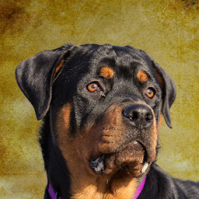 Kong by Bill Tiepelman - Animals - Dogs Portraits ( pose, collar, brown, dog, domestic, black, animal, rottweiler )