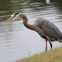 Great Blue Heron