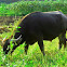 Carabao
