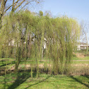 Weeping White Willow
