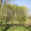 Weeping White Willow