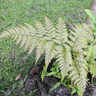 fern
