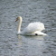 Mute Swan, Höckerschwan