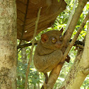 Philippine Tarsier