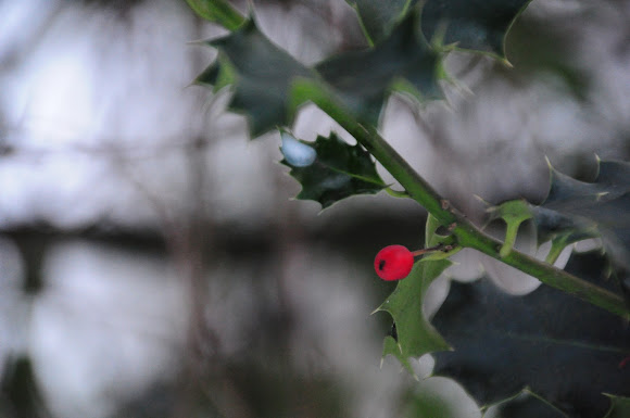 Spotting Image 1