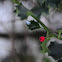 European Holly