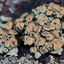 unknown lichen