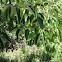 Persimmon Tree