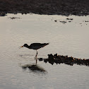 Lesser Yellowlegs