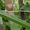 white dragonfly