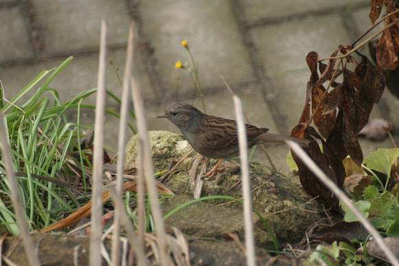 Spotting Image 1